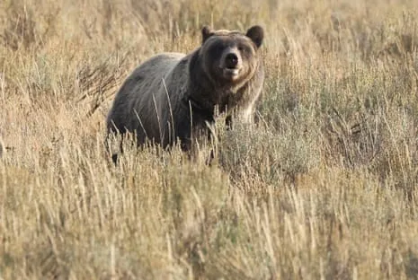 Backpacker Assaulted by Grizzly in National Park Transported to Medical Facility
